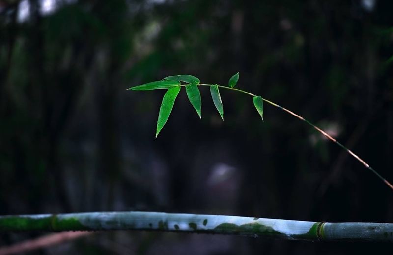 为什么青春期的孩子总是和父母对着干 为什么青春期的孩子总是和父母对着干